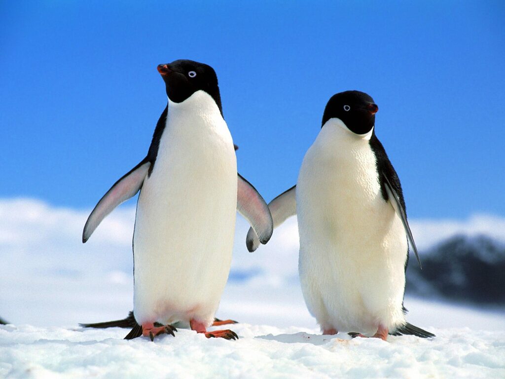 Dwa pingwini idące razem